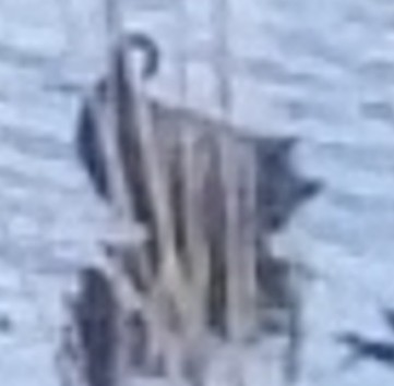 American Coot - ML337014971