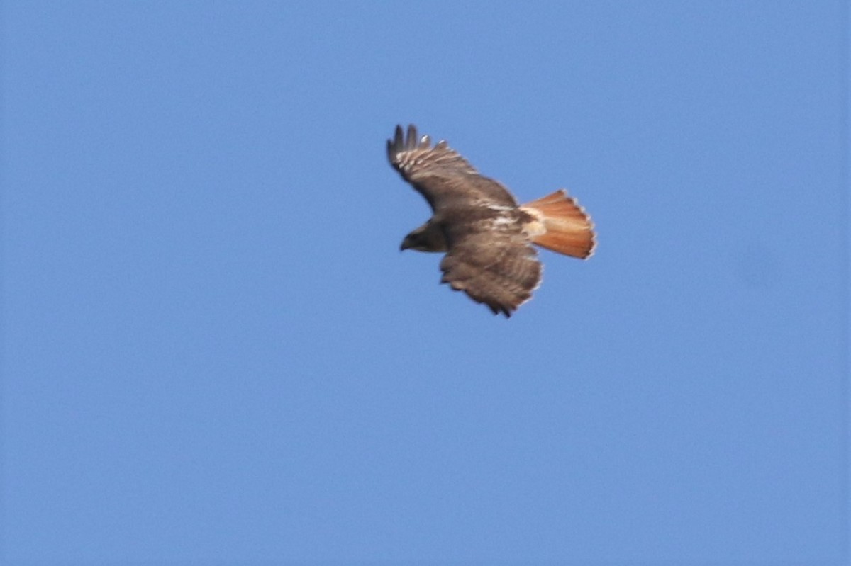 Red-tailed Hawk - ML337015251