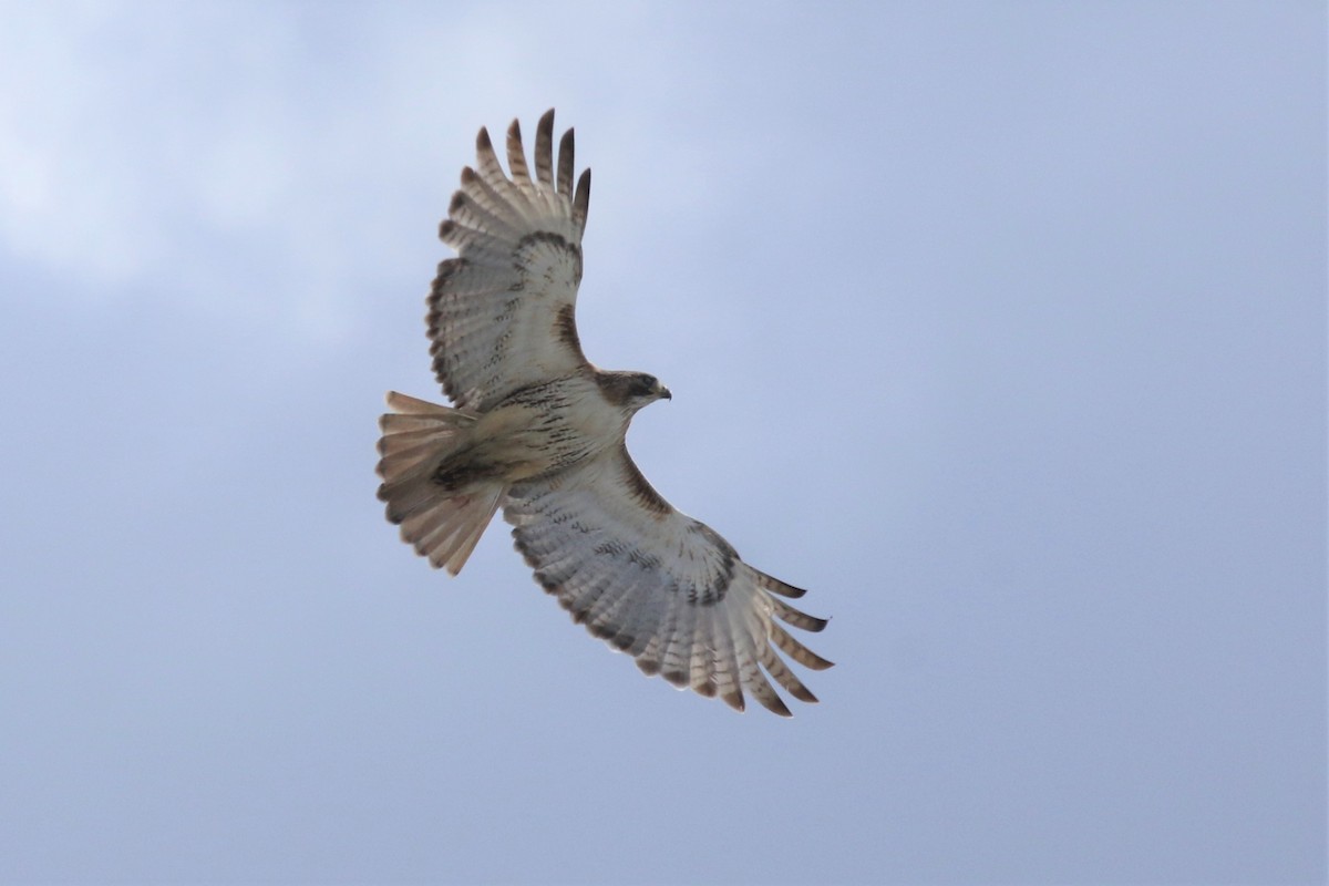 Red-tailed Hawk - ML337015271