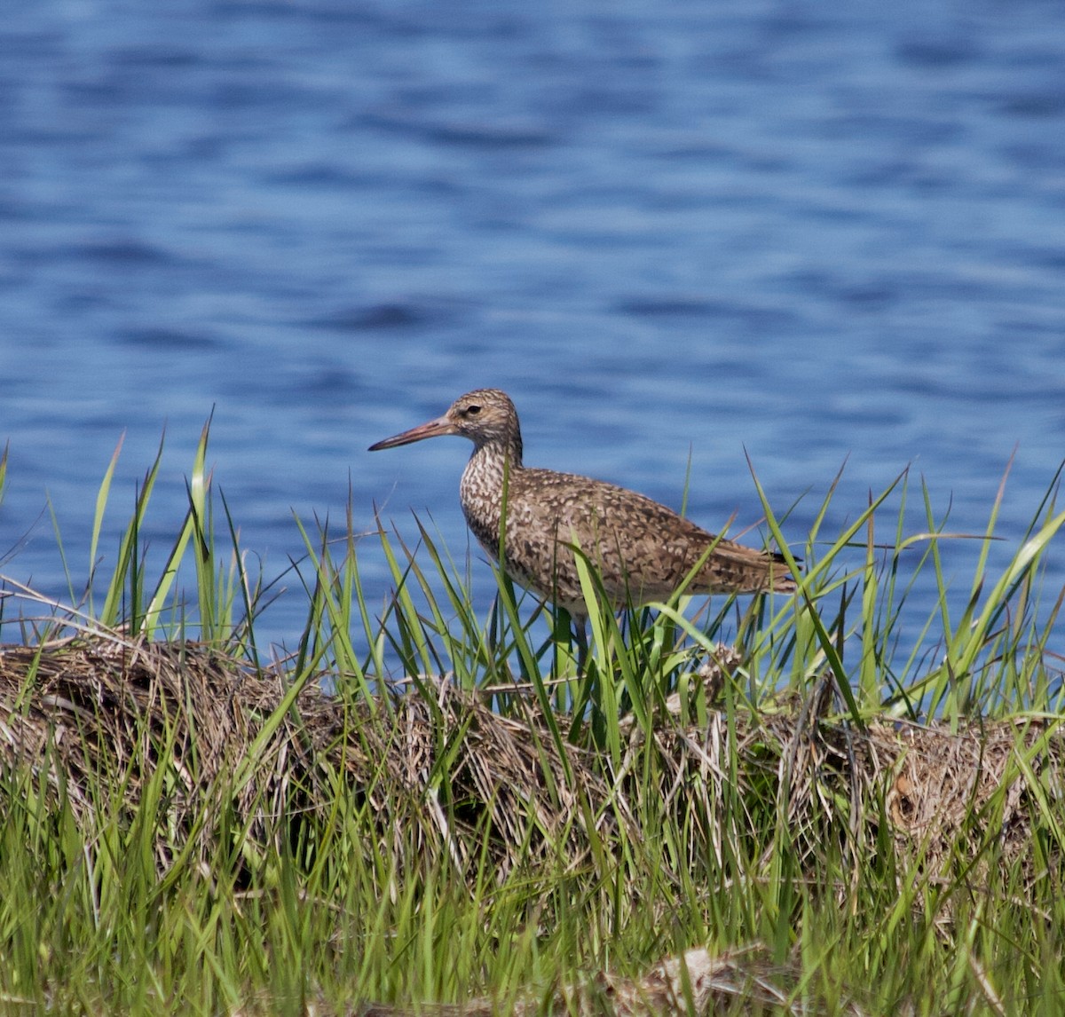 Willet - Alan Desbonnet