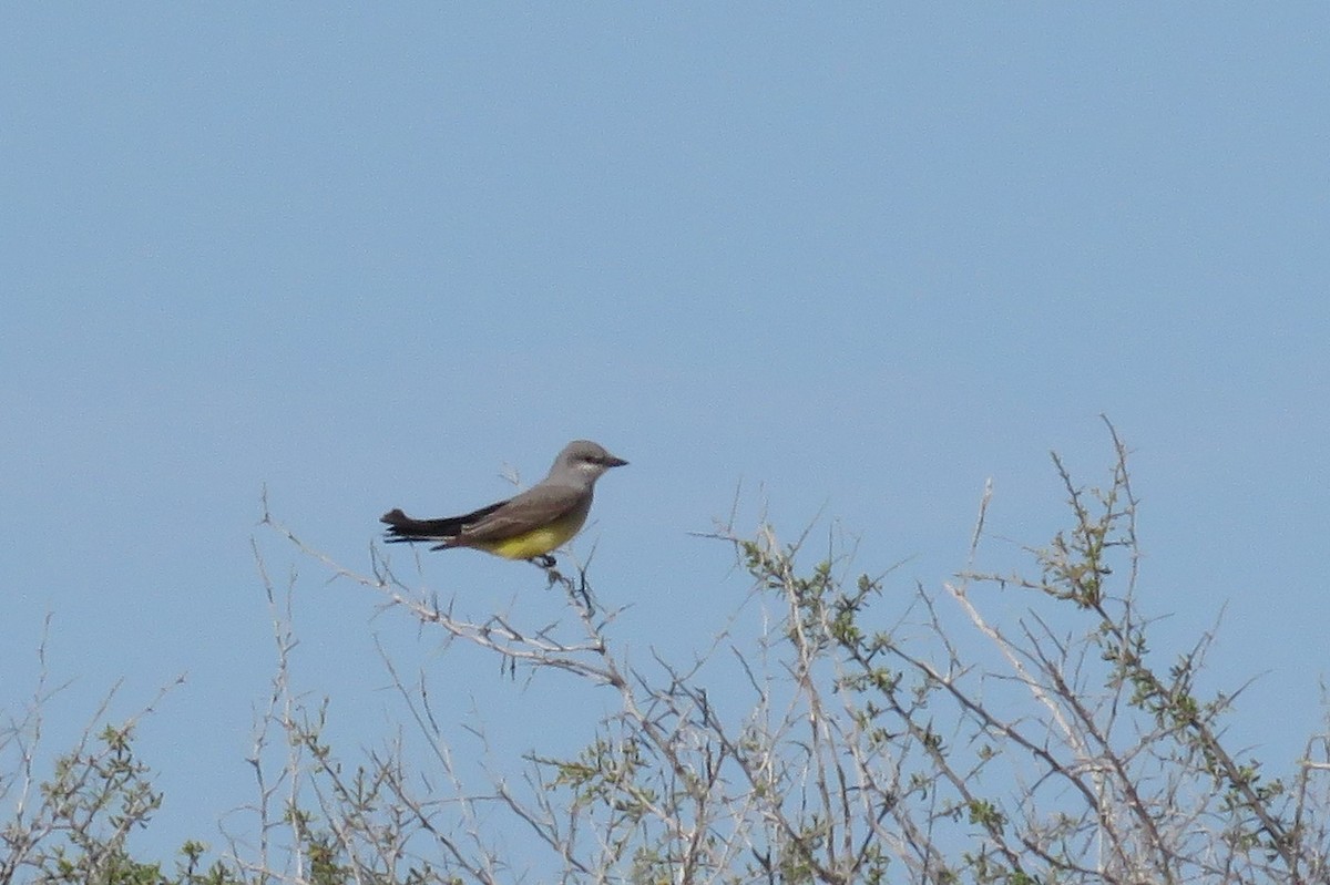 Western Kingbird - Adriana Hernández Alvarez