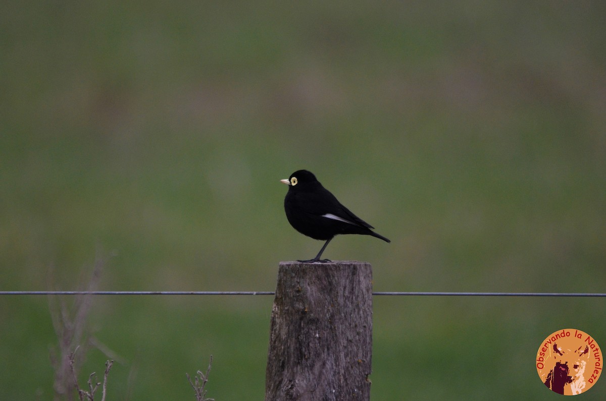 Spectacled Tyrant - ML33702311