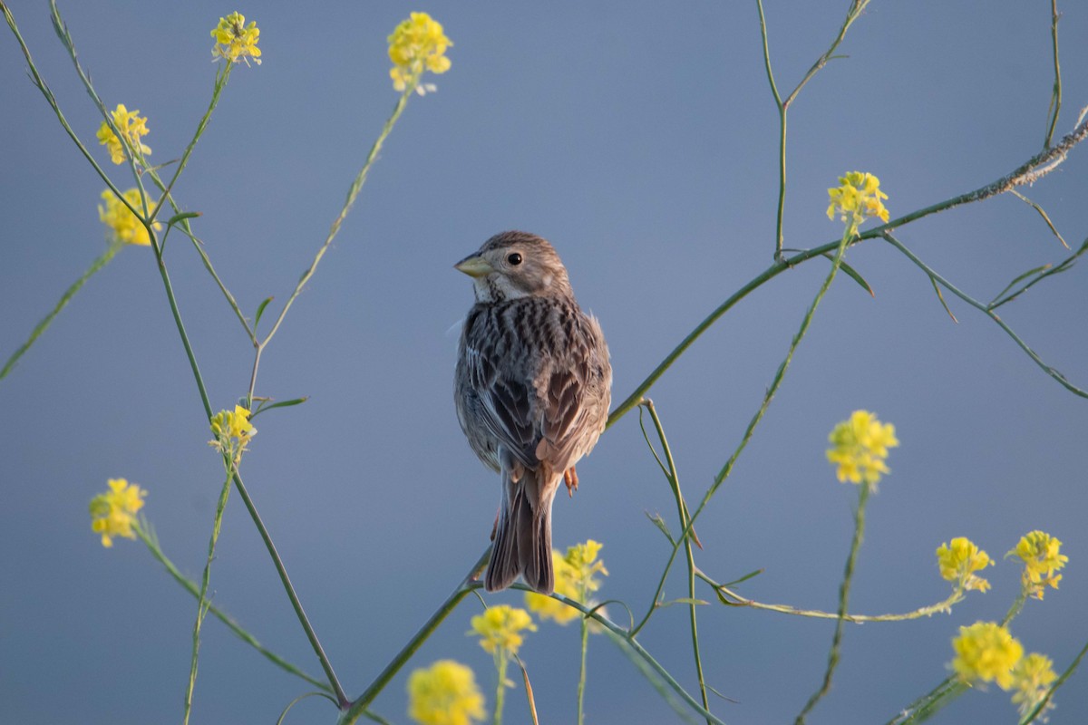 Corn Bunting - ML337025041