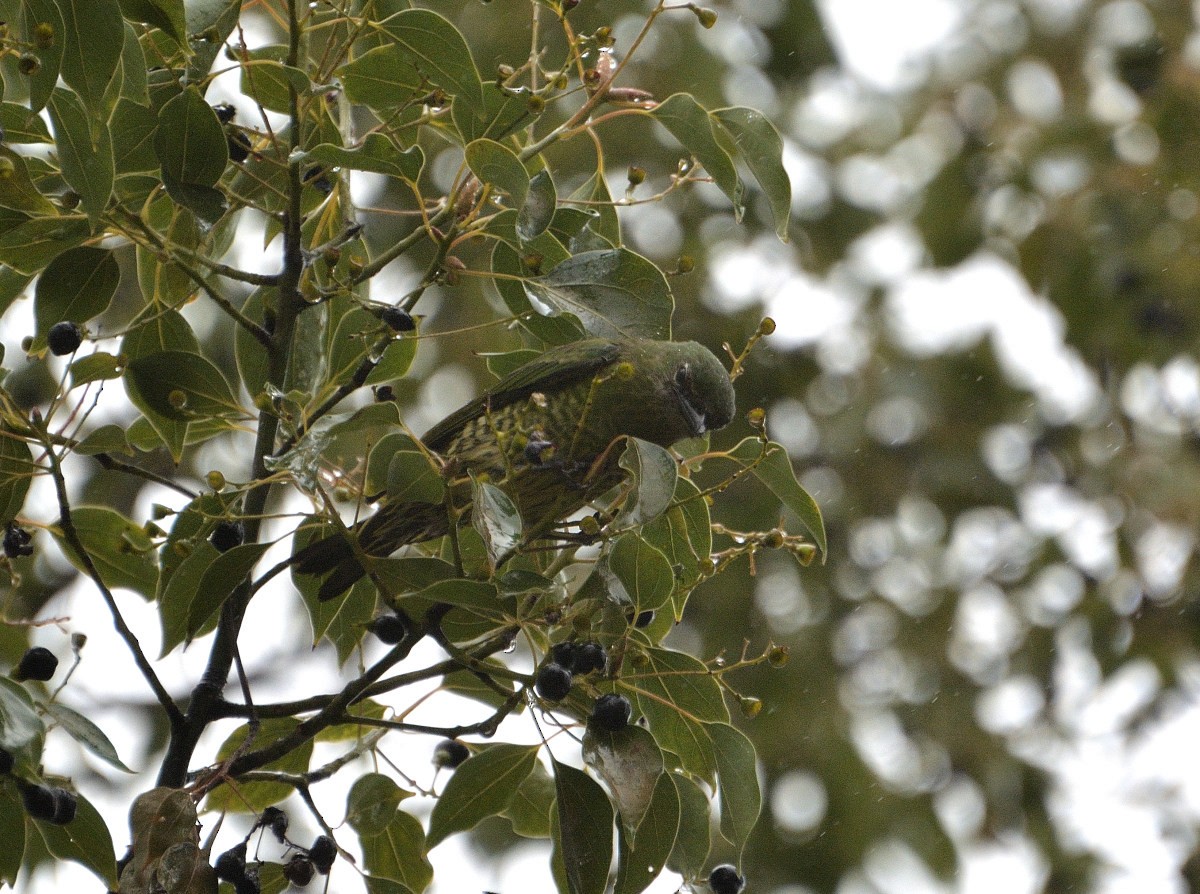 Tangara Golondrina - ML337026081