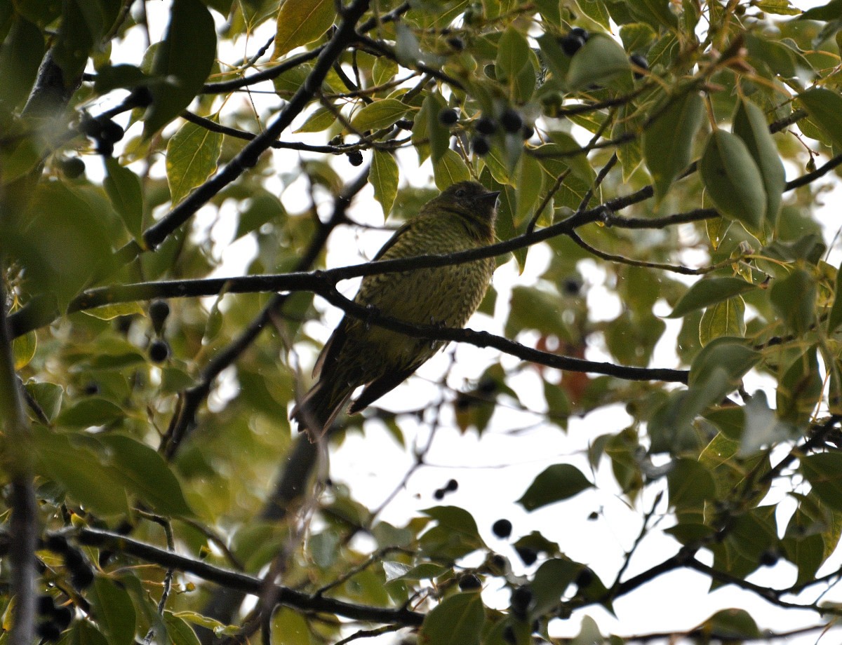 Tangara Golondrina - ML337026091