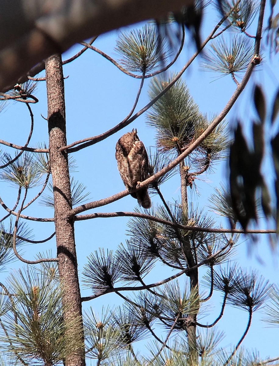 Great Horned Owl - Dave Weber