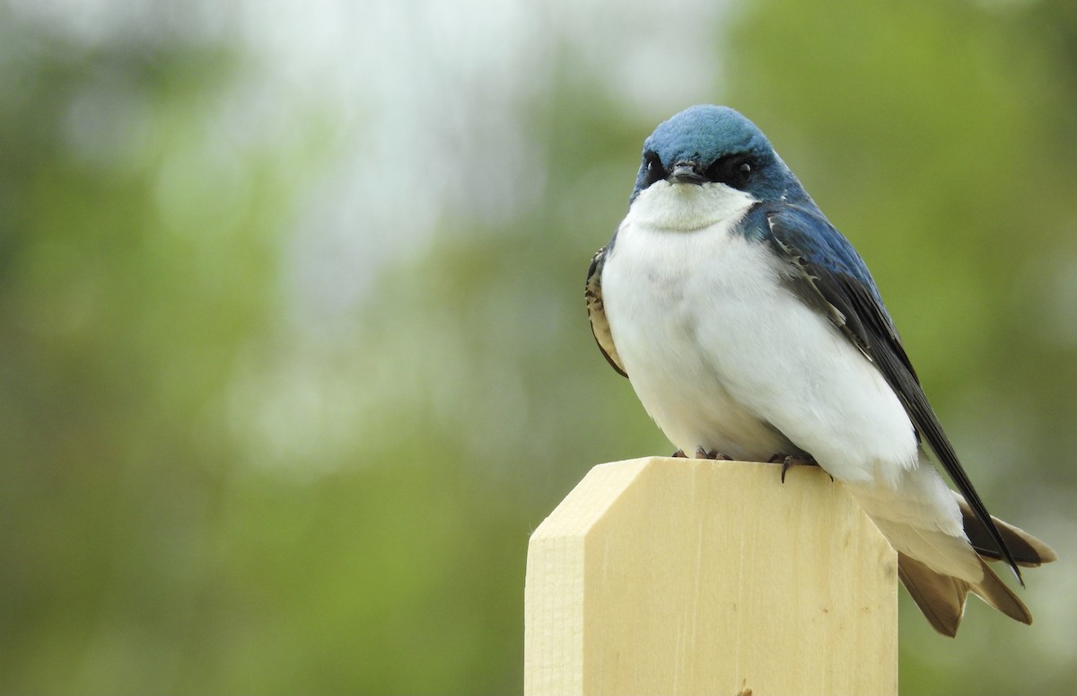 Tree Swallow - Weston Barker