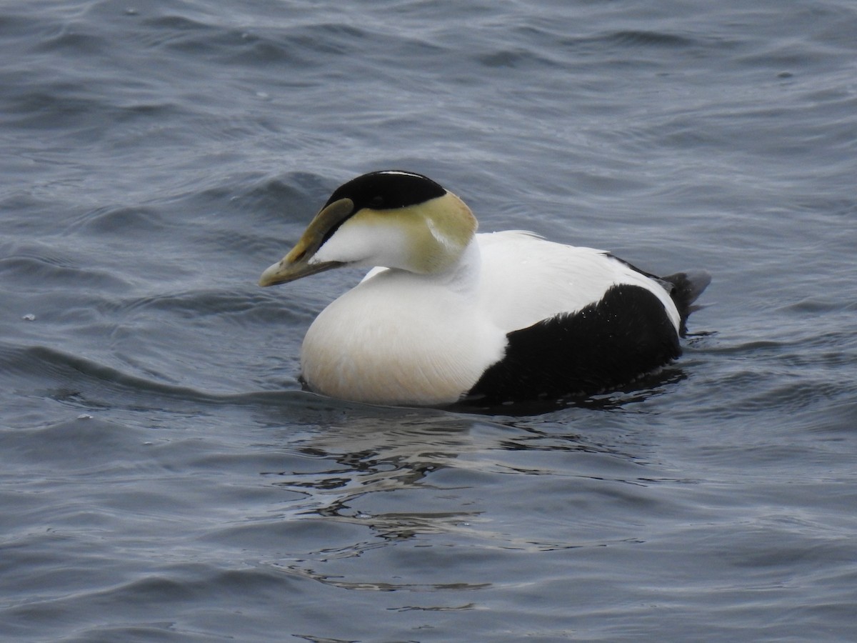 Common Eider - Steve Mierzykowski