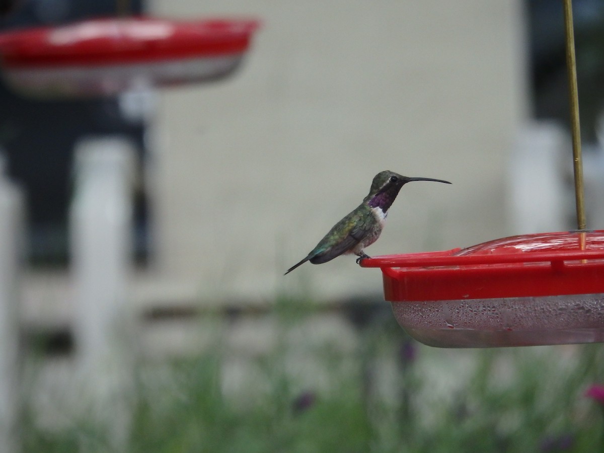 Lucifer Hummingbird - ML33702961