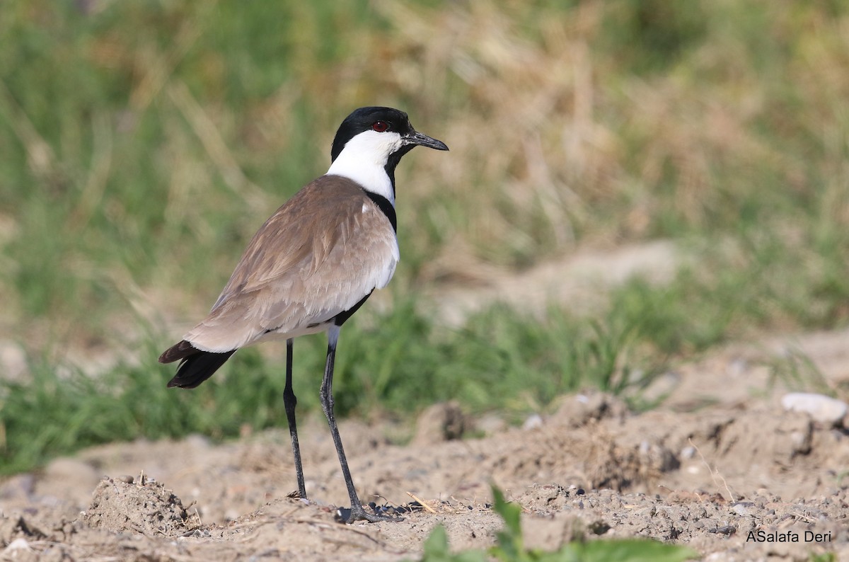 Spur-winged Lapwing - Fanis Theofanopoulos (ASalafa Deri)