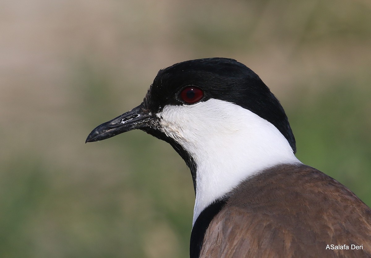 Spur-winged Lapwing - ML337033351