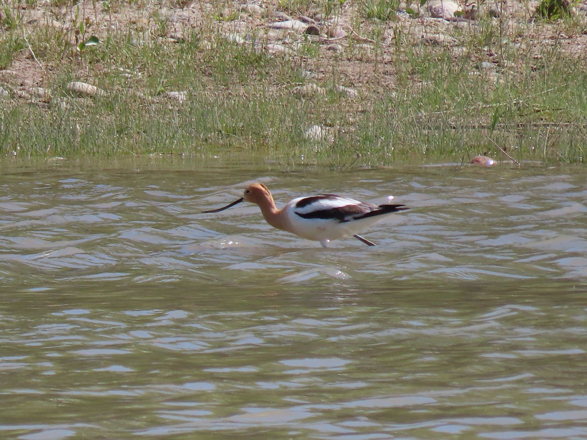American Avocet - ML337033861