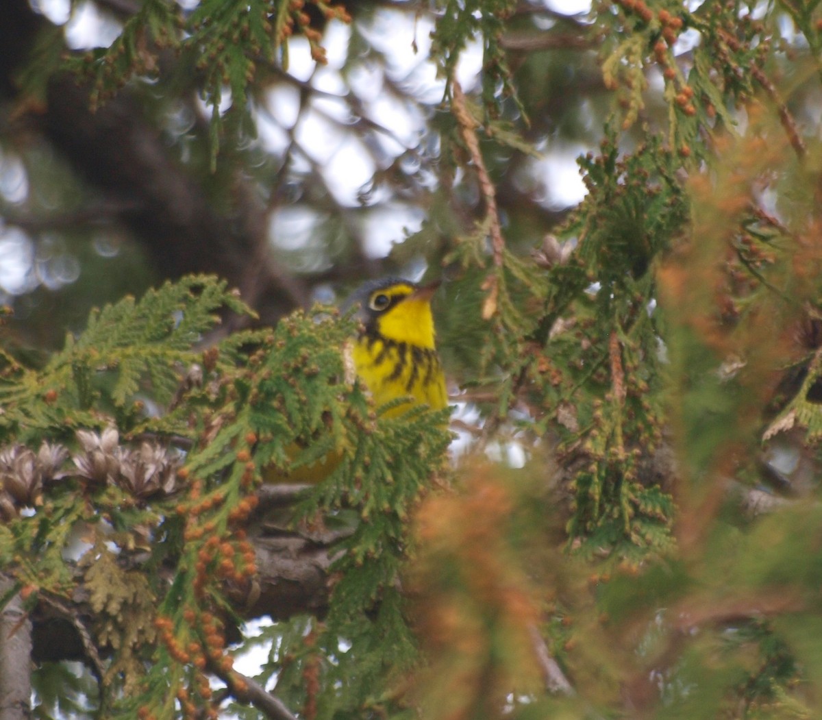 Canada Warbler - ML337034051