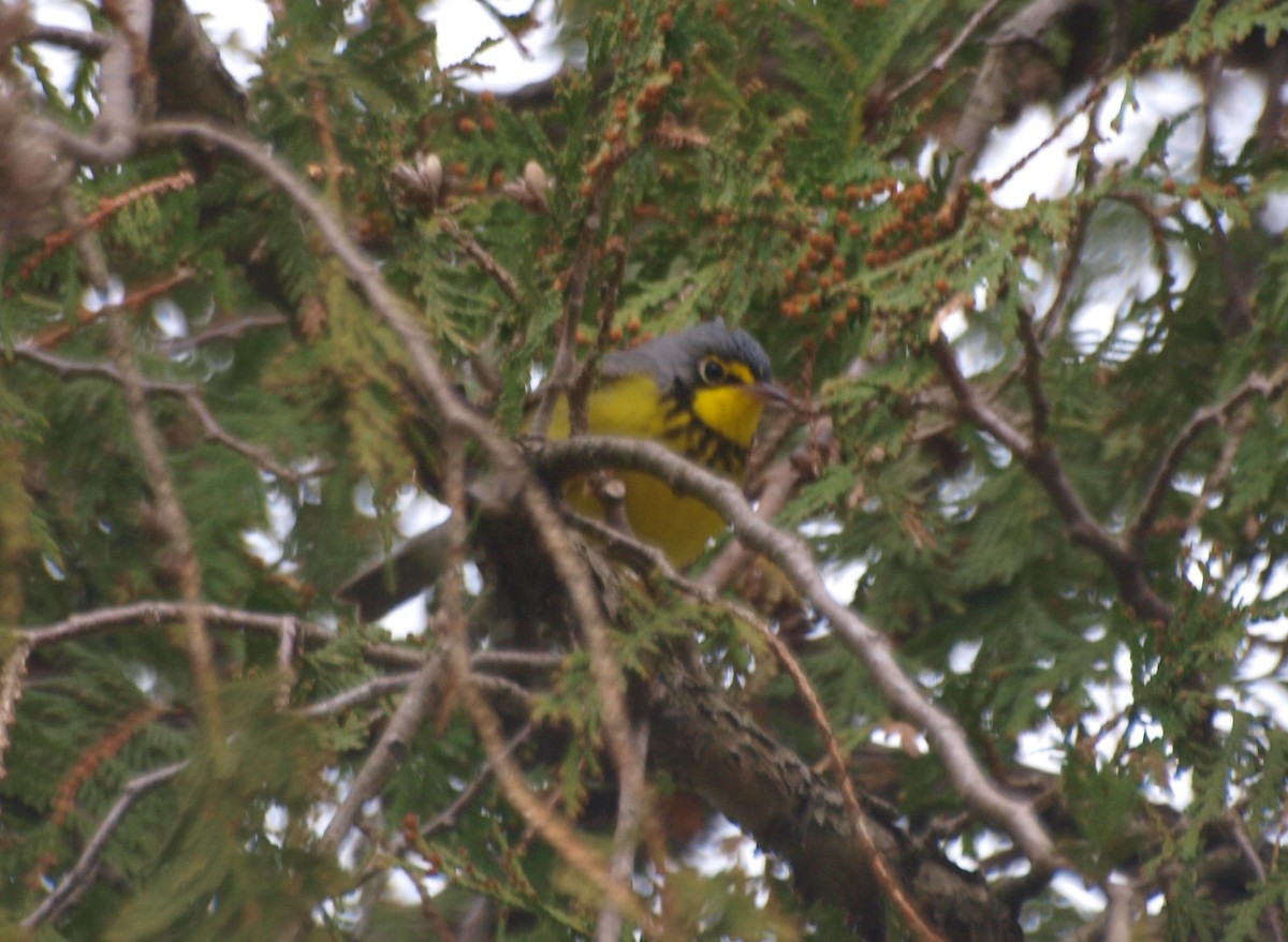 Canada Warbler - ML337034091