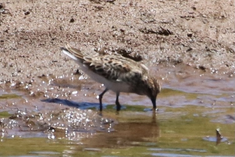 Least Sandpiper - ML337034281