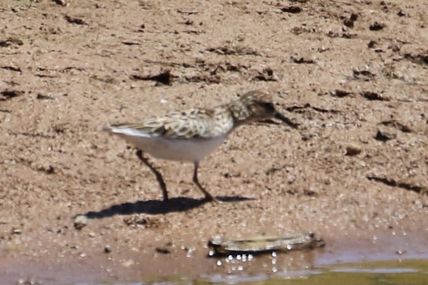 Wiesenstrandläufer - ML337034291