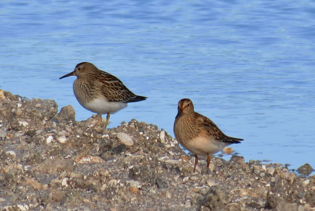 Pectoral Sandpiper - Steven Kaplan