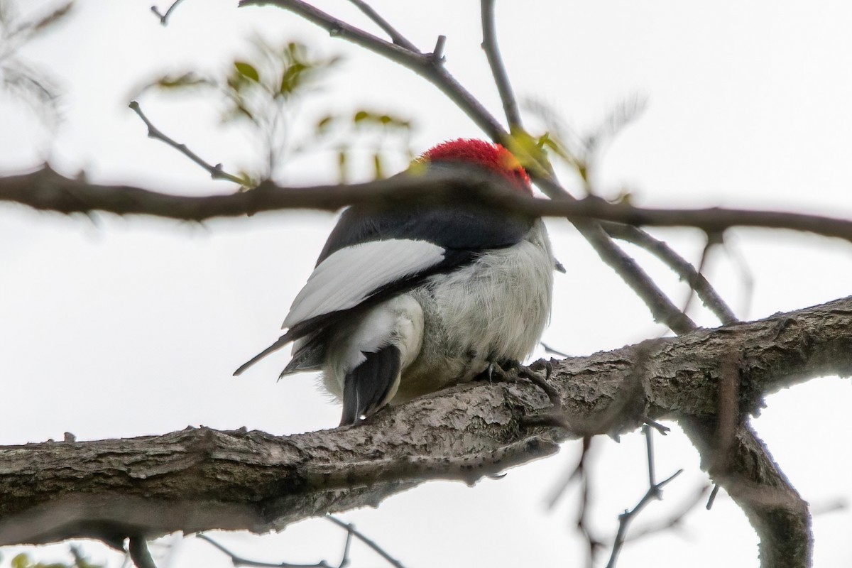 Red-headed Woodpecker - ML337037821