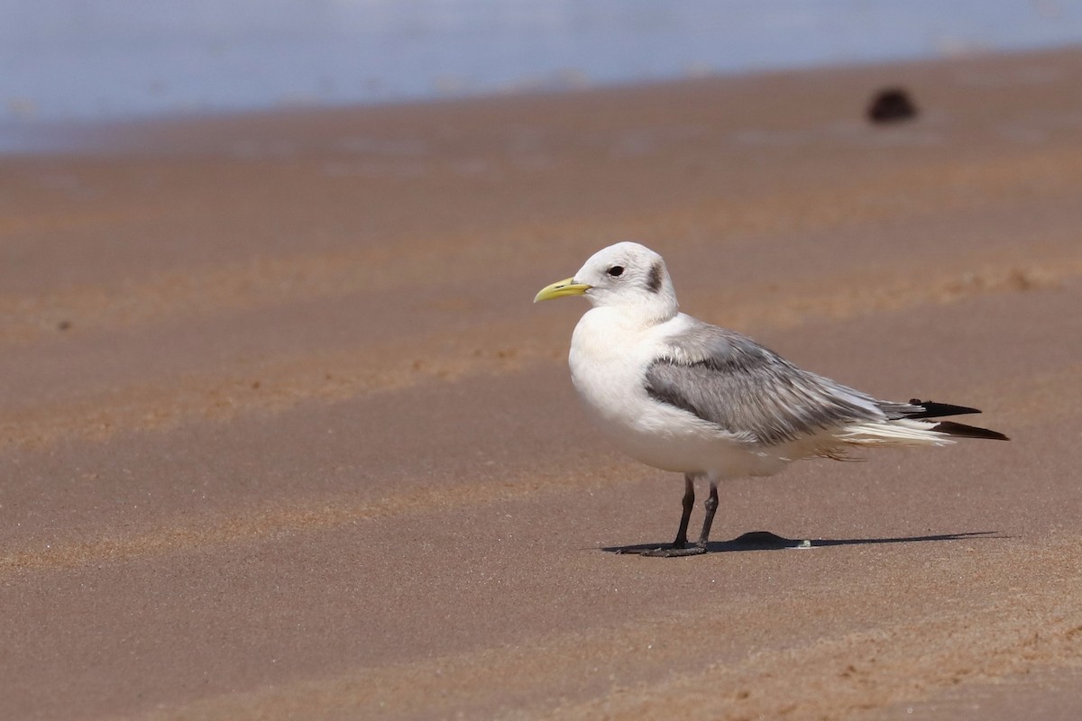 Black-legged Kittiwake - ML337038111