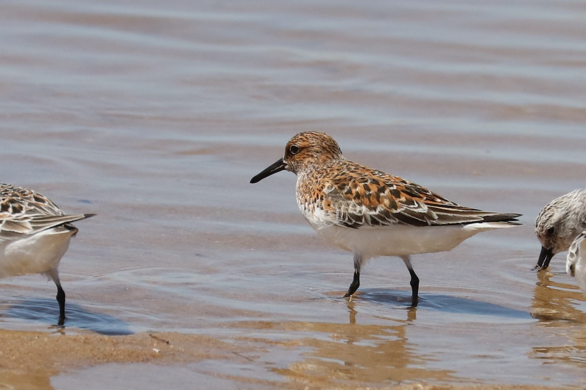 Bécasseau sanderling - ML337038441