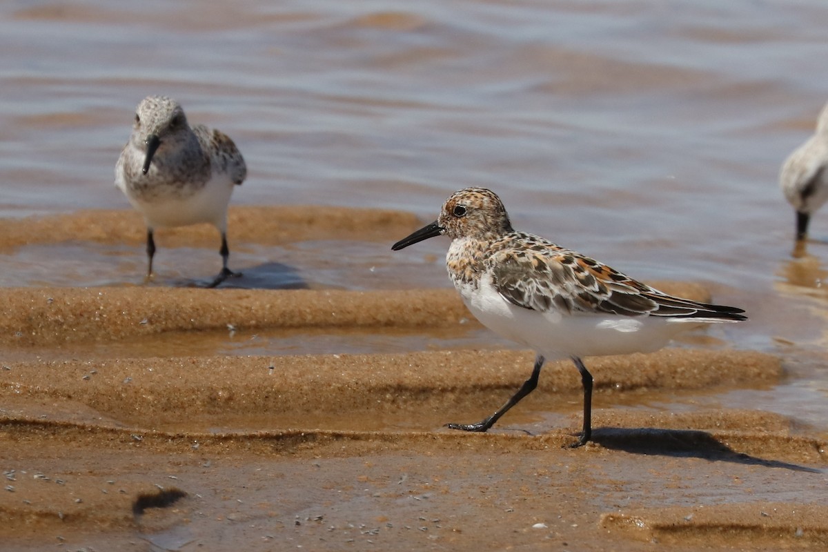 Bécasseau sanderling - ML337038461