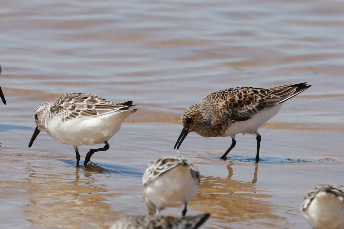 Bécasseau sanderling - ML337038471