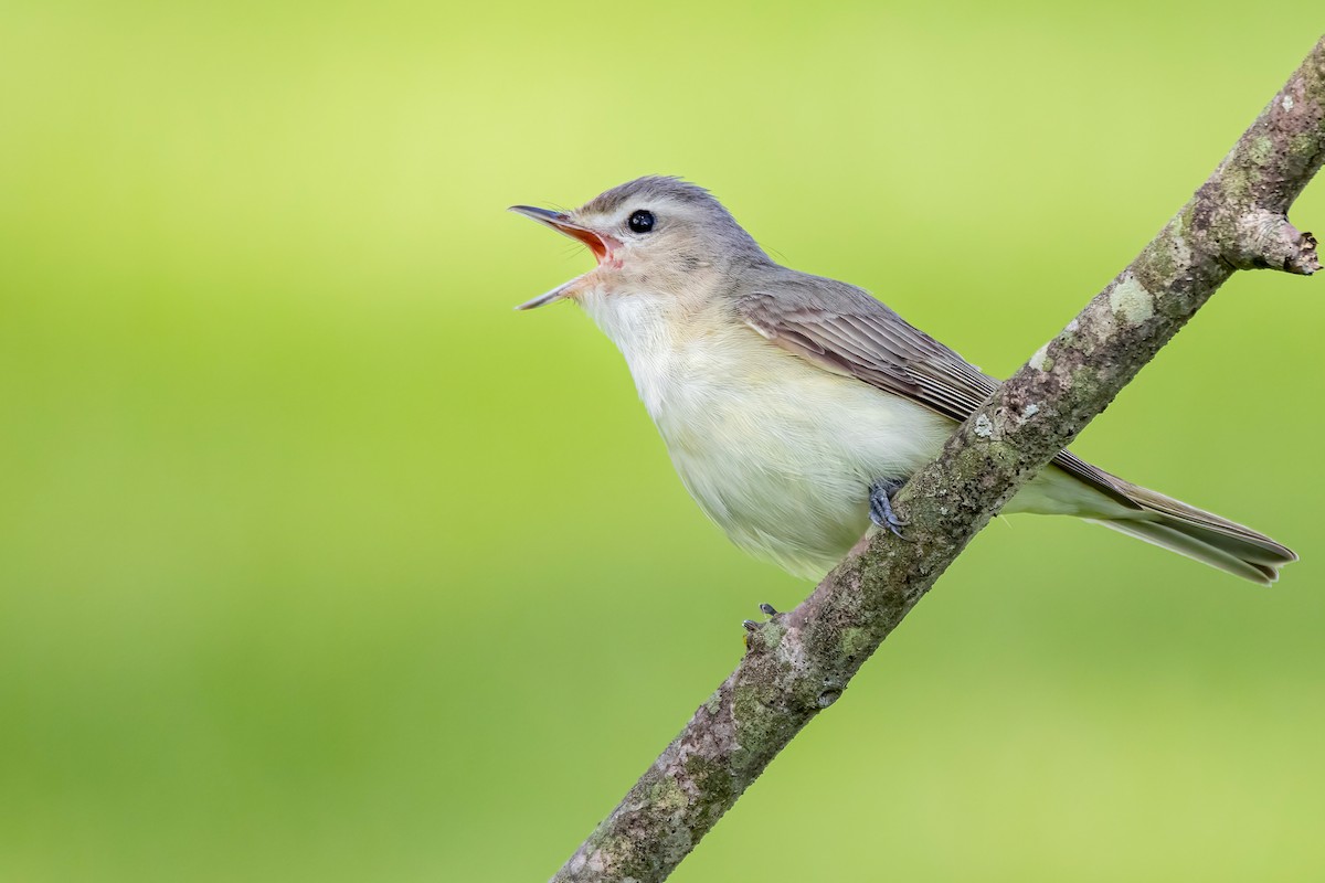 Warbling Vireo - ML337038491