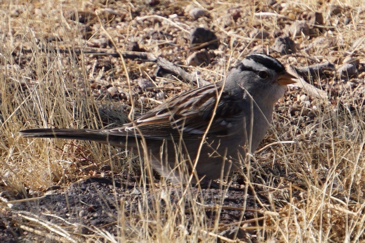 White-crowned Sparrow - ML337038831