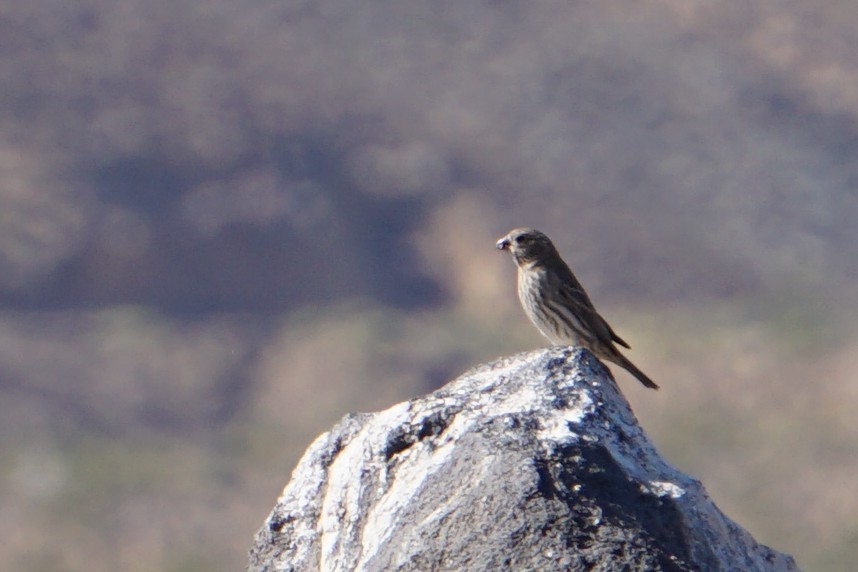 House Finch - ML337038991