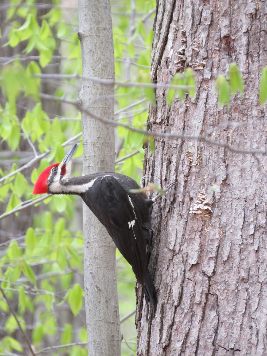 Pileated Woodpecker - Cynthia Lamb