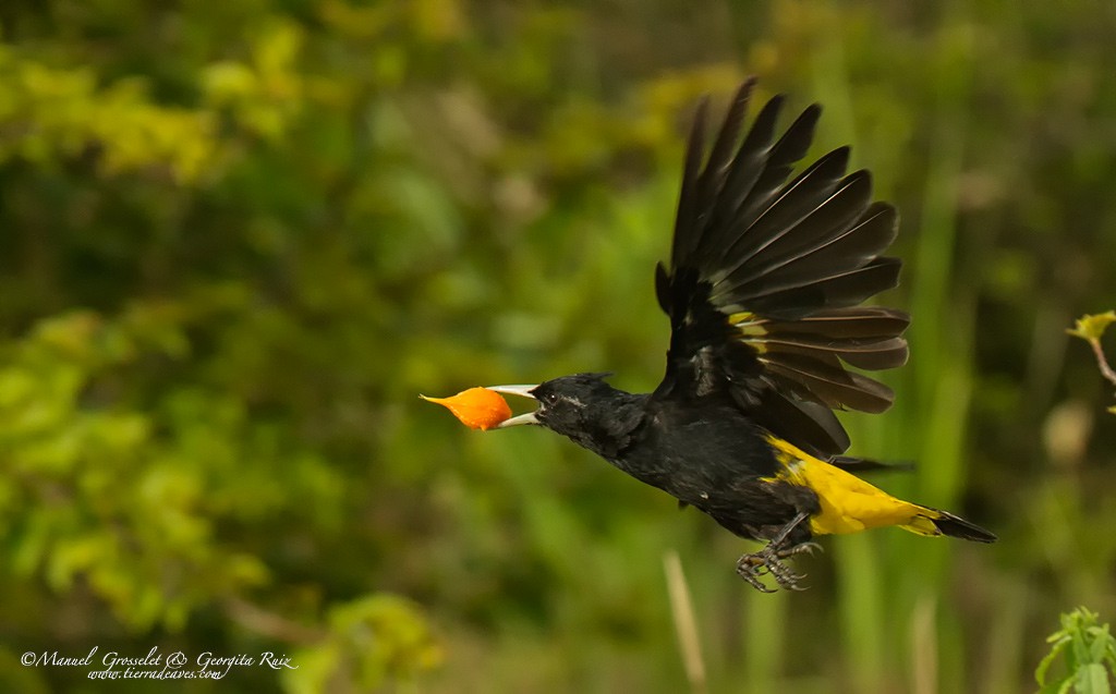 Yellow-winged Cacique - ML33704041