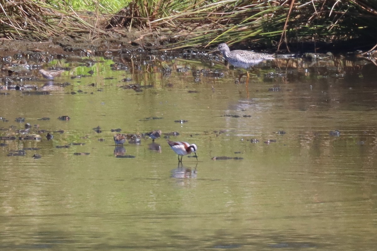 hvithalesvømmesnipe - ML337040901