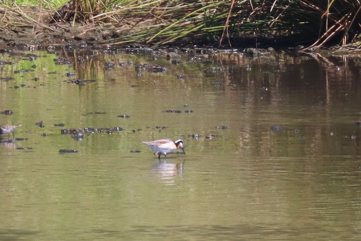 Wilson's Phalarope - ML337040911