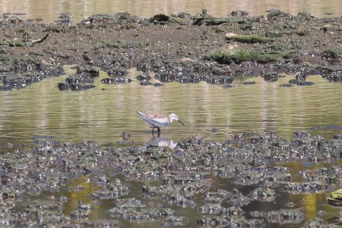 Wilson's Phalarope - ML337041021