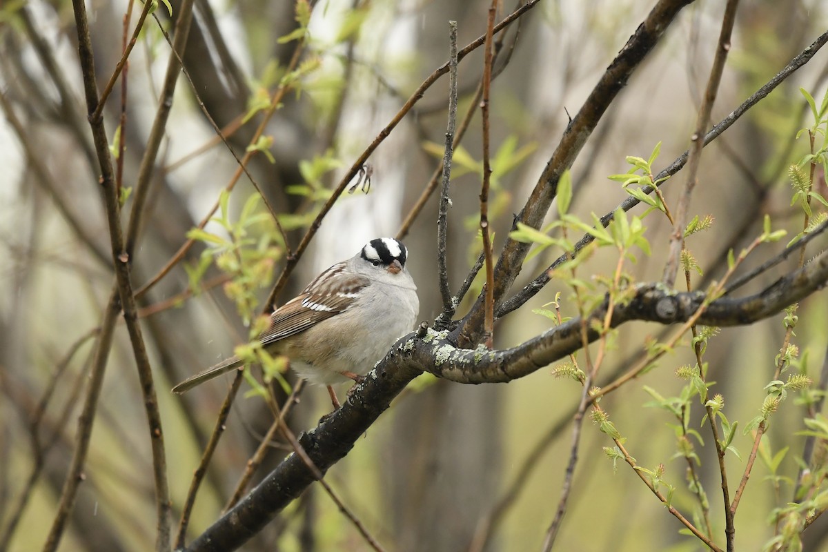 White-crowned Sparrow - ML337044111