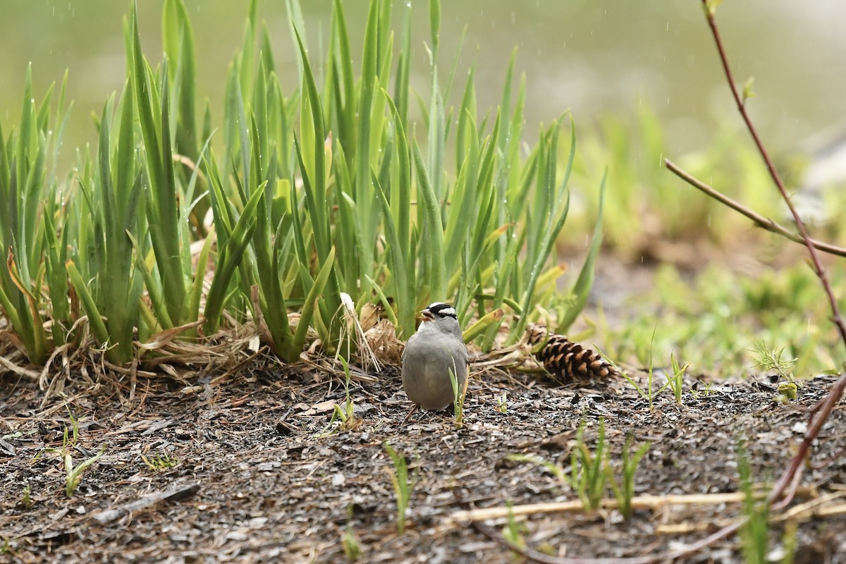 White-crowned Sparrow - ML337044131