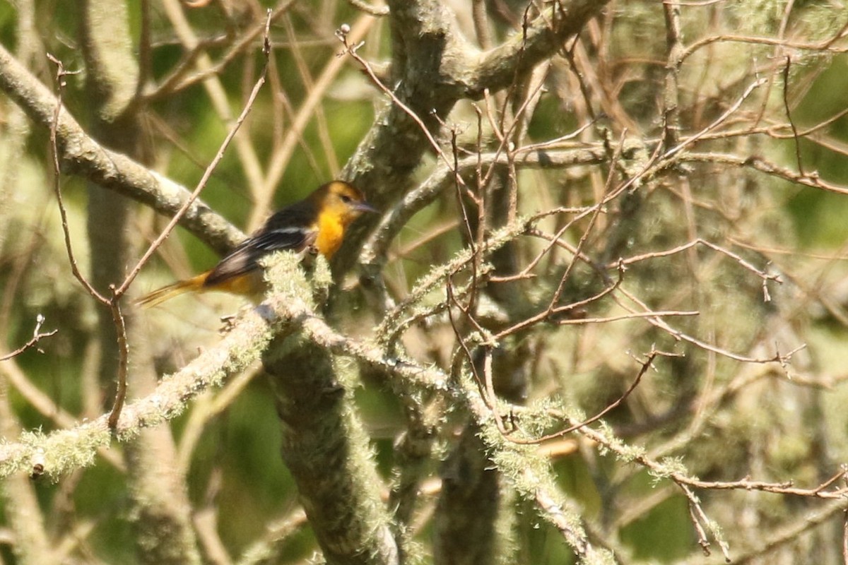 Bullock's Oriole - ML337044971