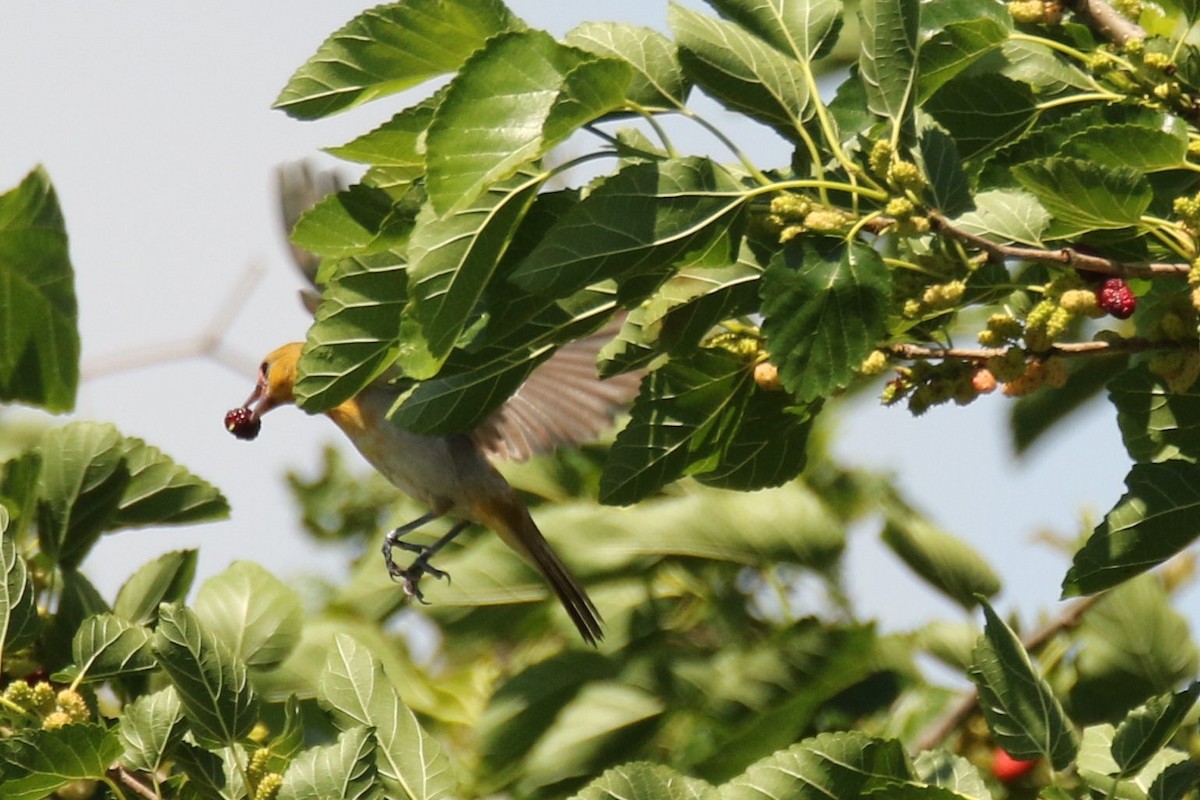 Bullock's Oriole - ML337044991