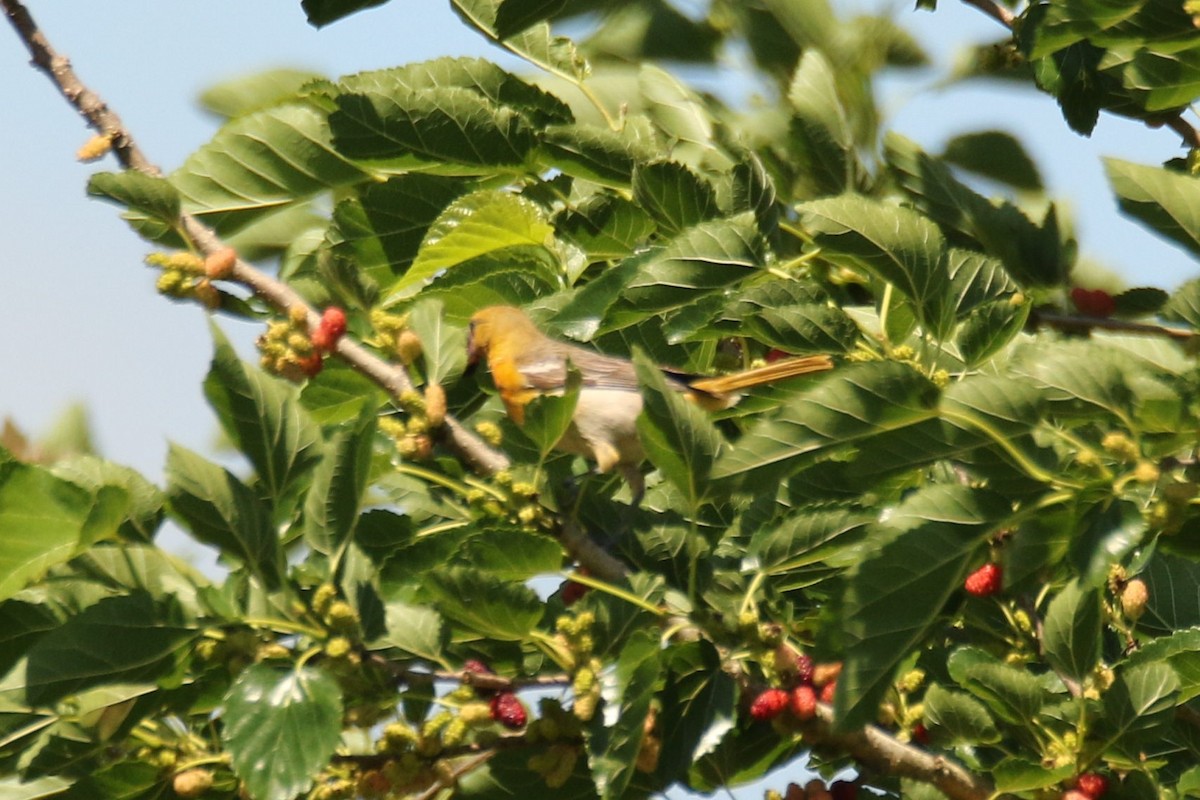 Bullock's Oriole - ML337045001