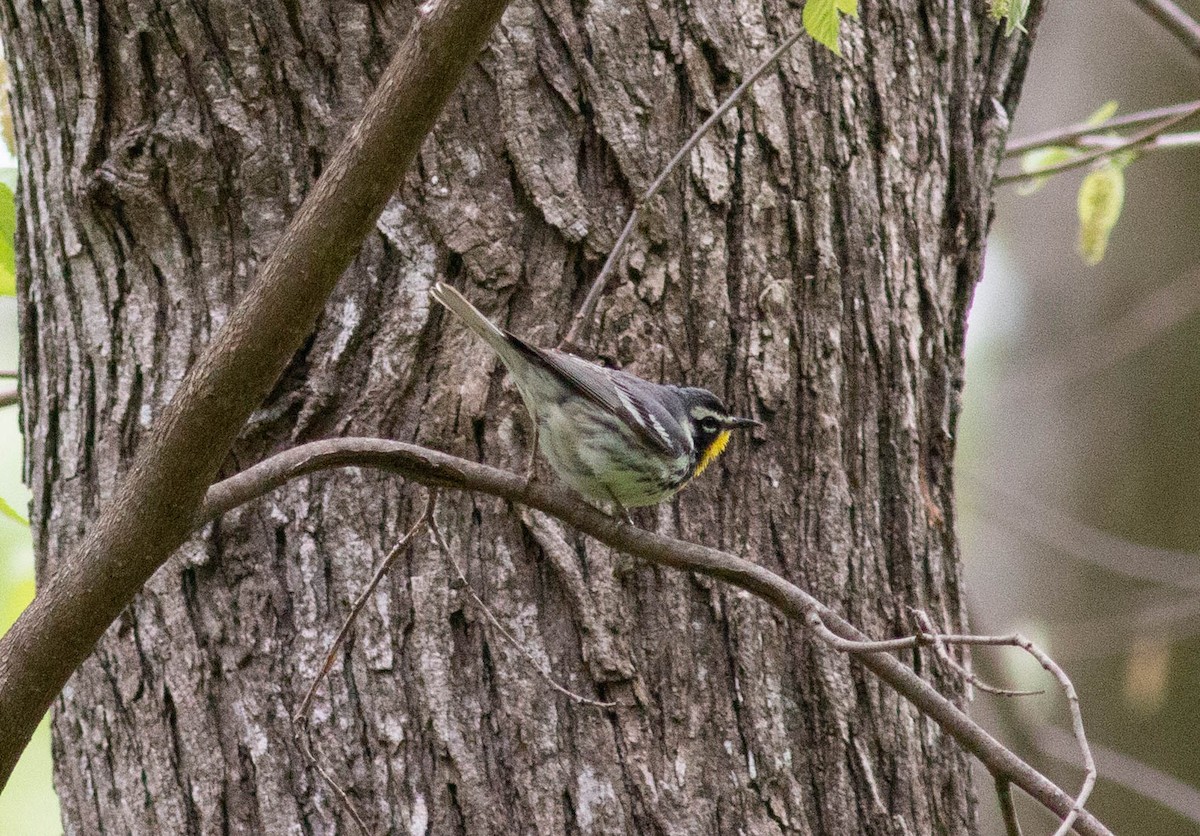 Yellow-throated Warbler - Stephen Brenner