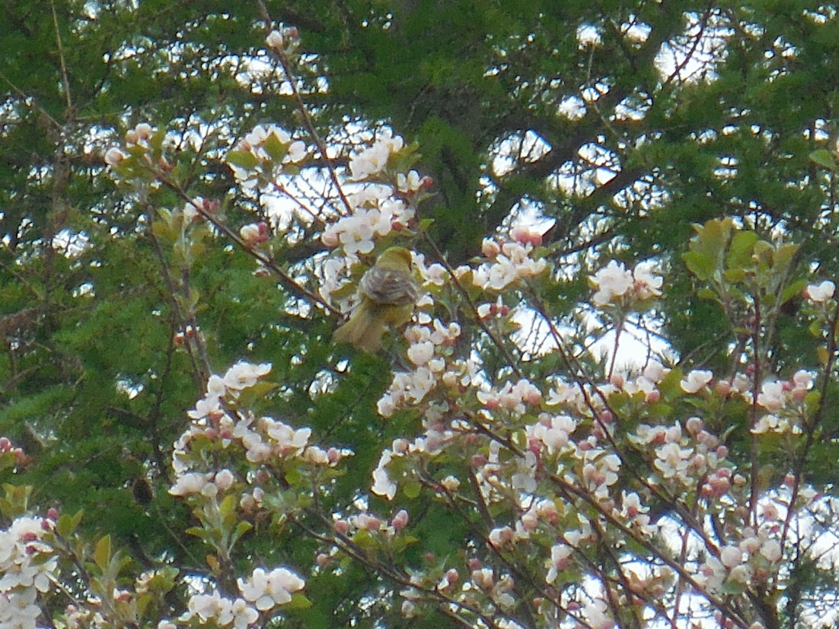 Orchard Oriole - ML337048671