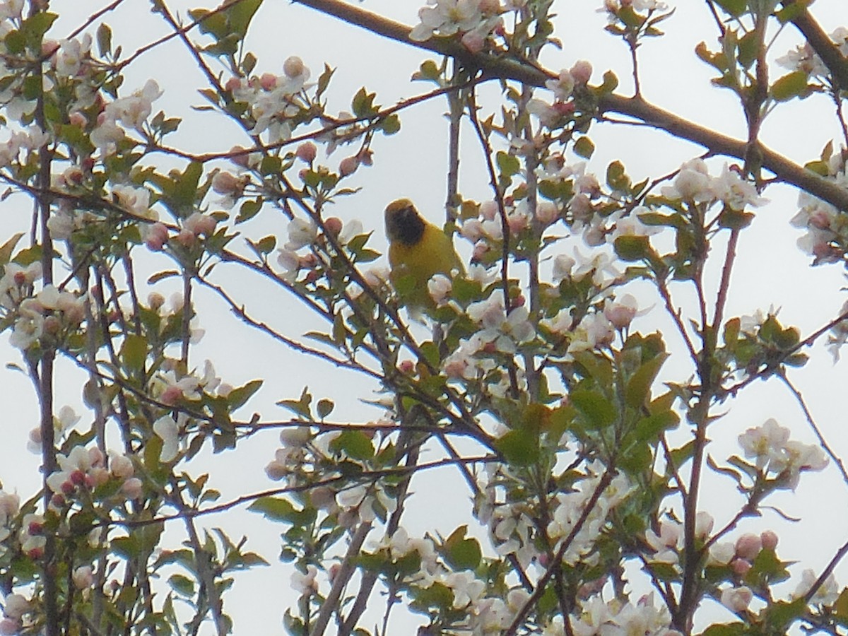 Orchard Oriole - ML337048751