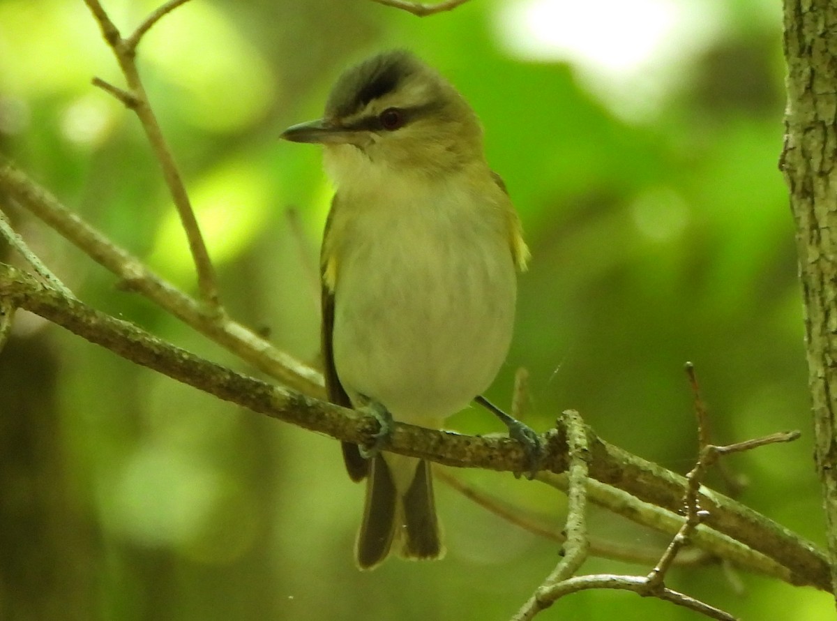 Red-eyed Vireo - ML337049021