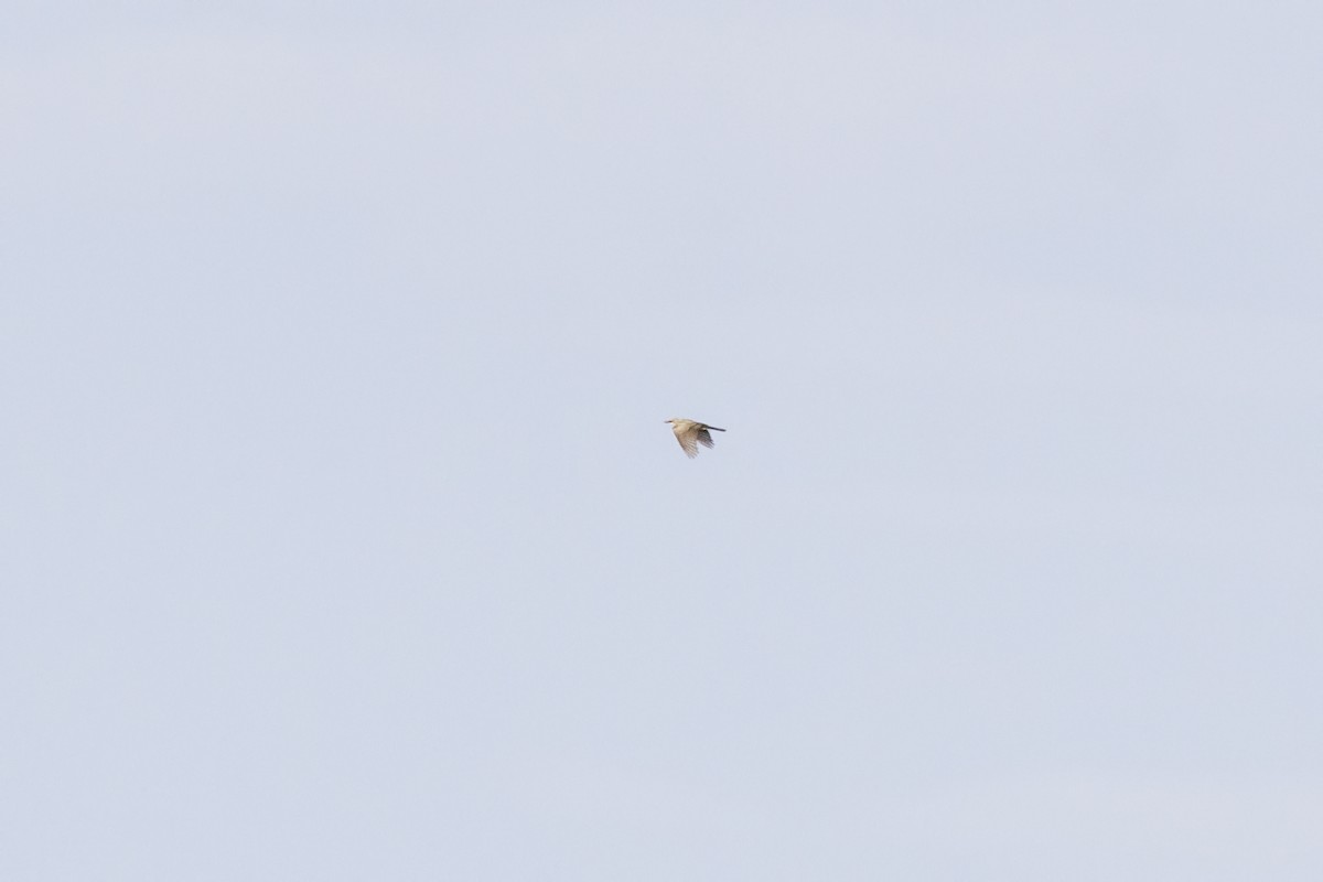 Western Kingbird - ML33705041