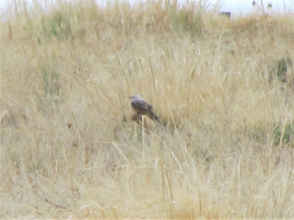 Scissor-tailed Flycatcher - ML337050961