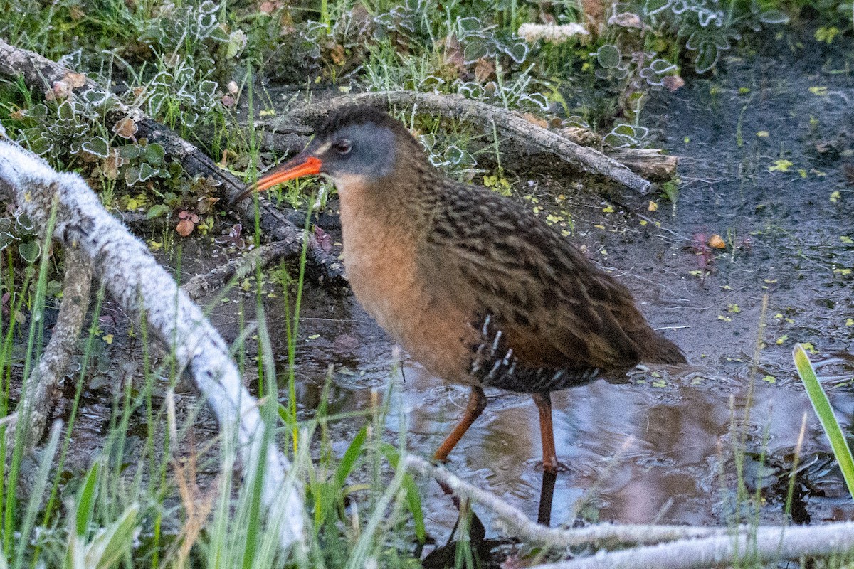 Virginia Rail - ML337051611