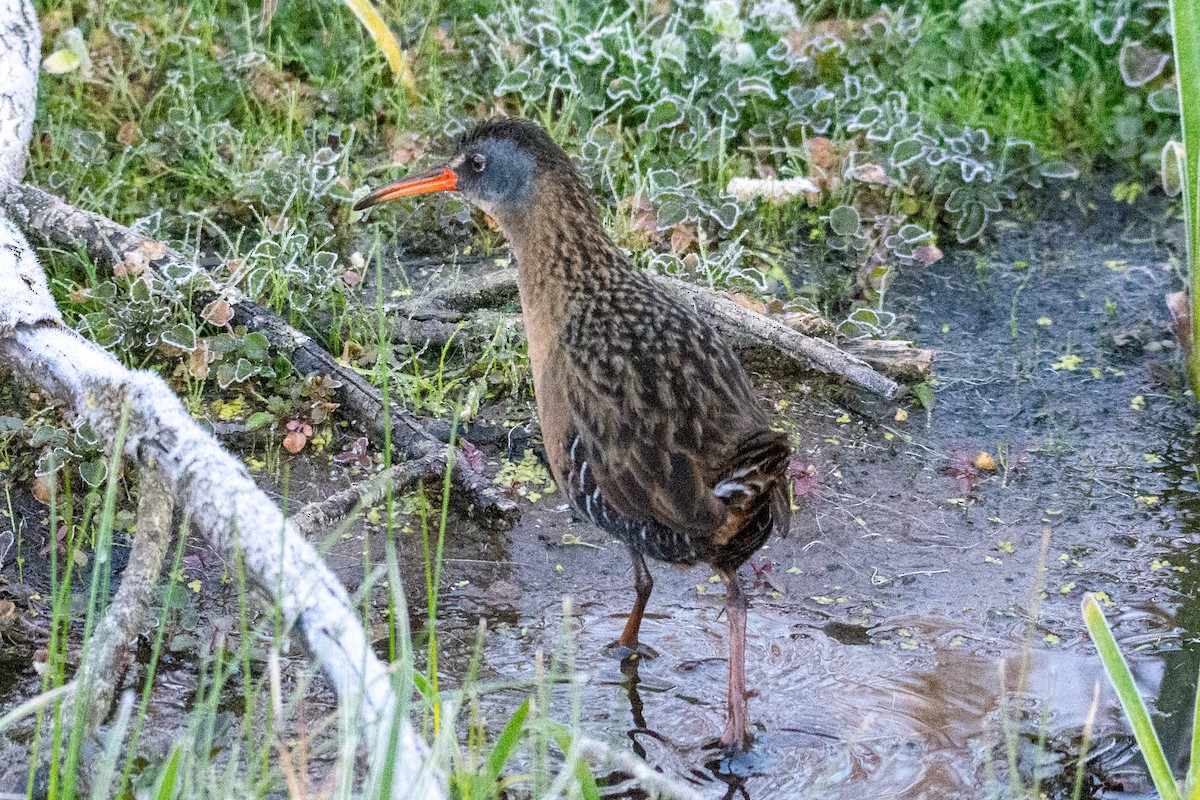 Virginia Rail - ML337051671