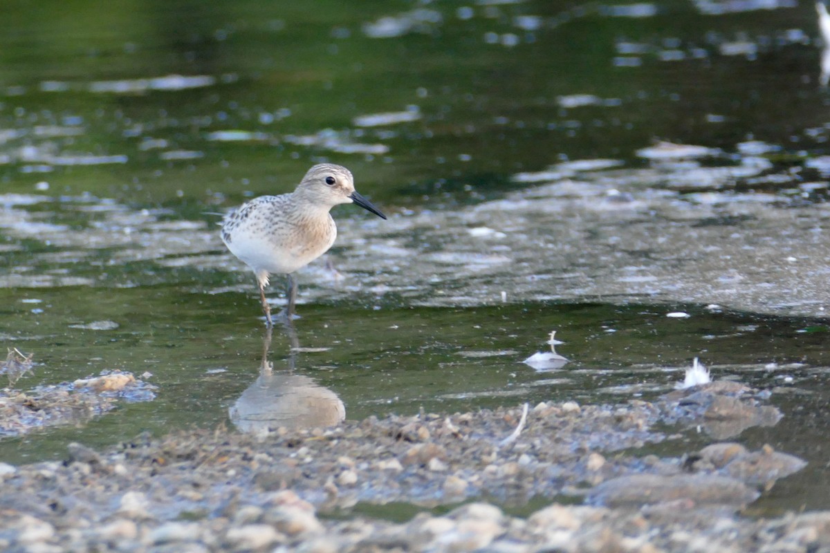 Baird's Sandpiper - ML33705171
