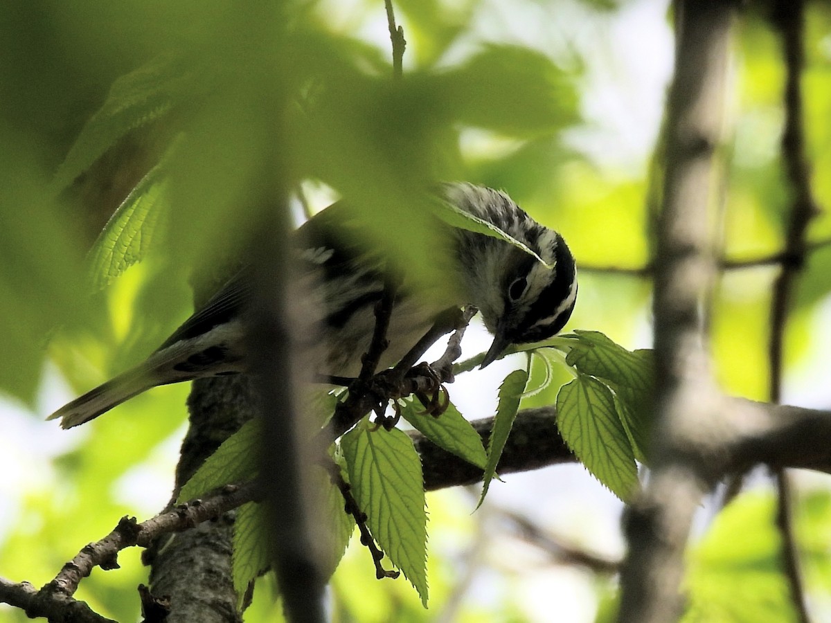 Black-and-white Warbler - ML337051801