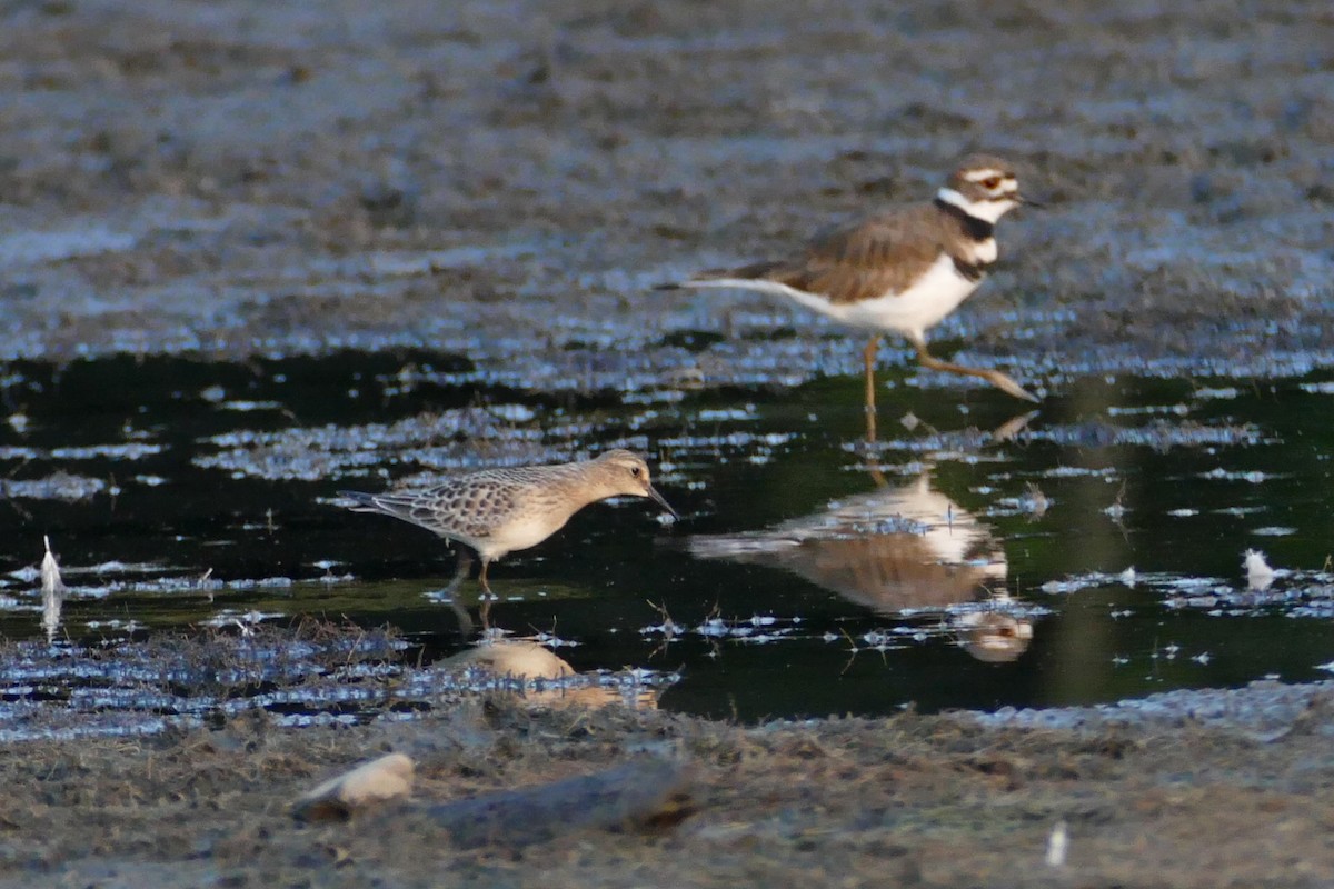 Baird's Sandpiper - ML33705181